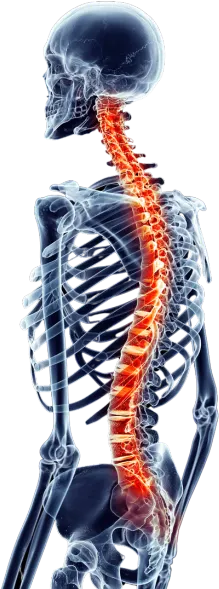 SPINAL ENGINE THEORY